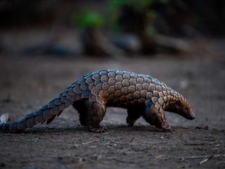 A pangolin walking across dry ground at dusk, its overlapping keratin scales catching the low light
