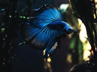 Fish