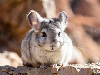Chinchilla
