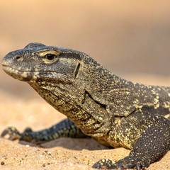 Savannah Monitor Laws by State and the Arkansas Near Miss