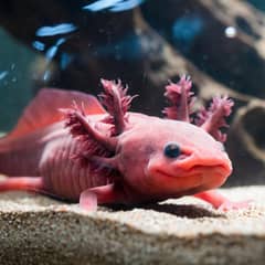 Axolotl Health Issues: Signs & Causes