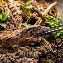 What Do Boa Constrictors Eat? Prey Size and Schedule