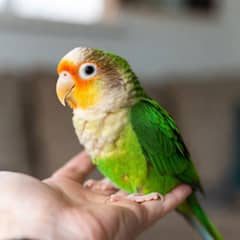 How to Handle a Green Cheek Conure Correctly