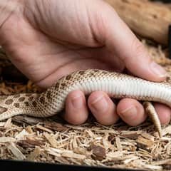 Hognose Snake Health Issues: Signs & Causes