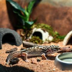 Leopard Gecko Tank Setup Guide