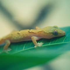 Mourning Gecko Handling: What to Actually Expect