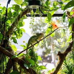 Veiled Chameleon Tank Setup Guide